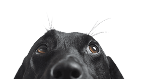 Dog looking up