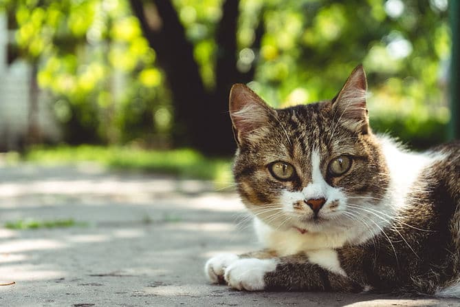 Cat portrait