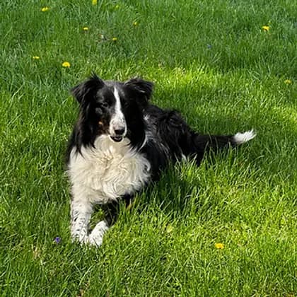 Otis